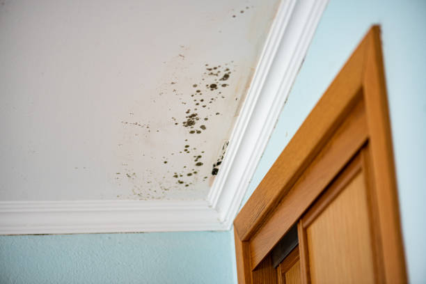  North Scituate, MA Mold Removal Pros