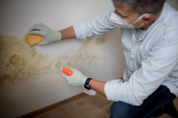 Best Localized Mold Remediation (e.g., coastal areas, humid climates) in North Scituate, MA