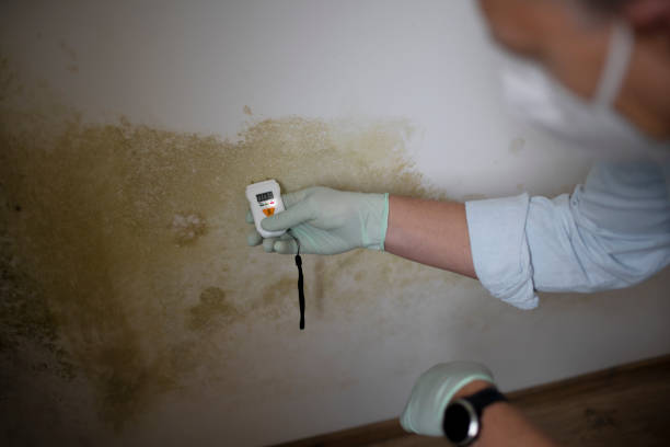 Best Industrial Mold Remediation in North Scituate, MA